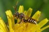 Nomada sp.